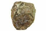 Polished Dinosaur Bone (Gembone) Section - Utah #151427-1